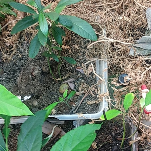 Avocado - Picture 9 of 10